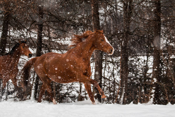 Galopp im Schnee